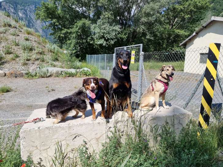 Luckydogwalking