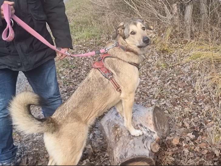 Luckydogwalking