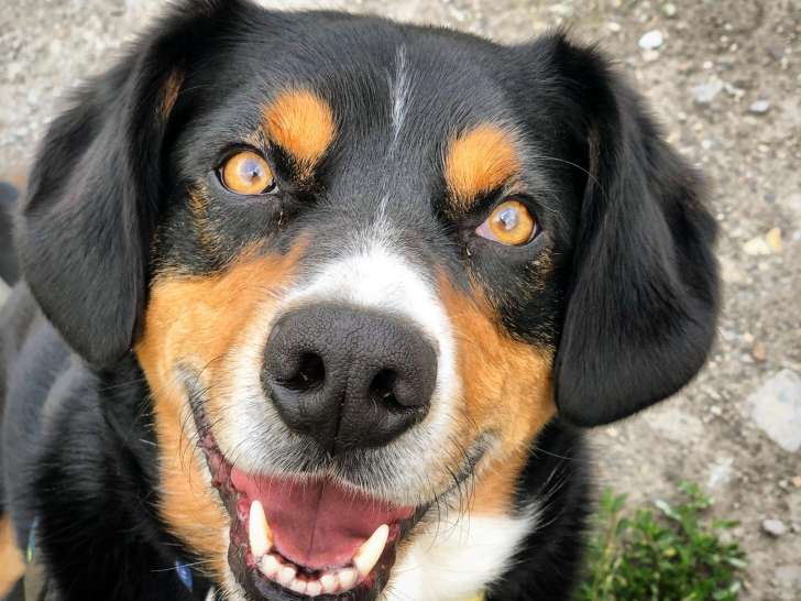 Le chien serein