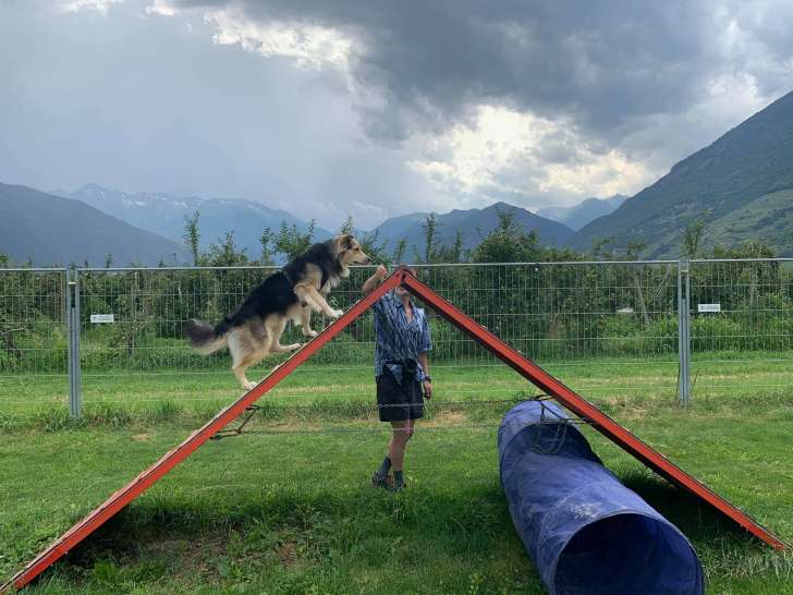 Le chien serein