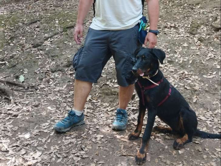 Coaching canin 06