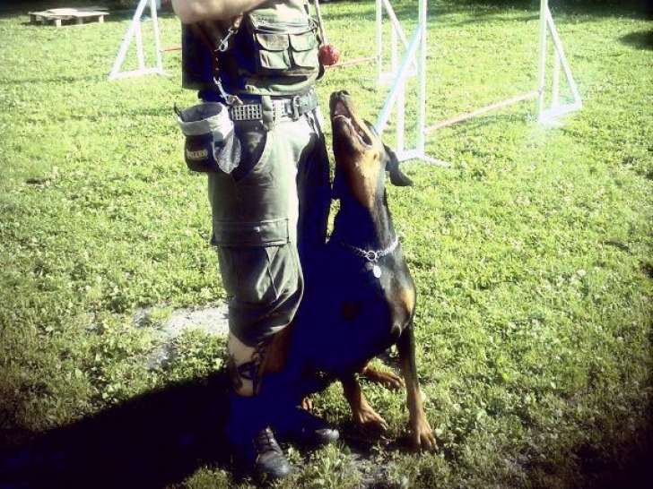 Dog'Service