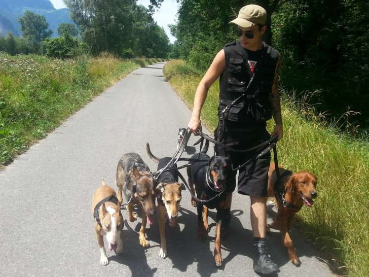 Dog'Service