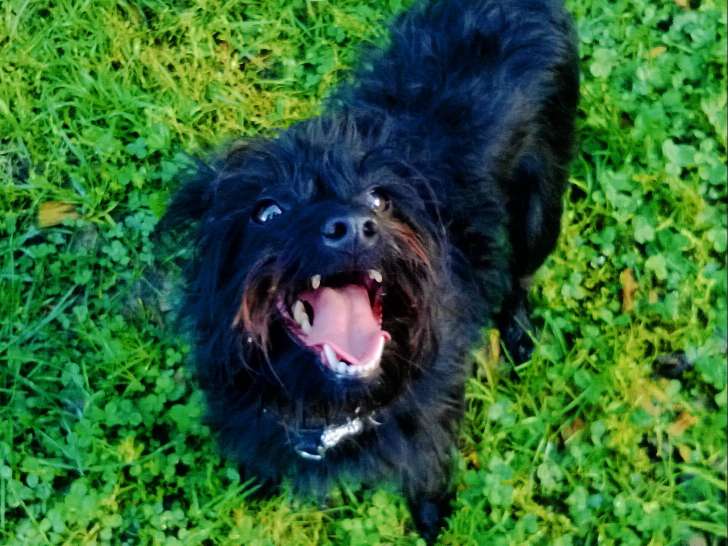 Dog'Service