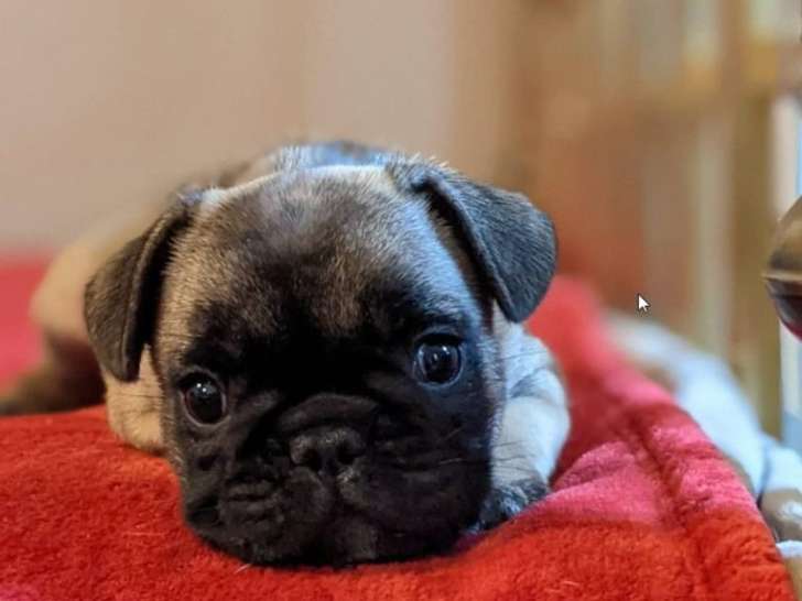 Acte Chien