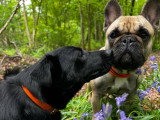 Acte Chien