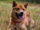 Acte Chien
