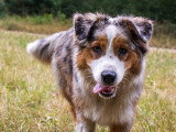Acte Chien