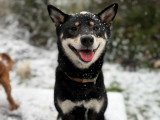 Acte Chien