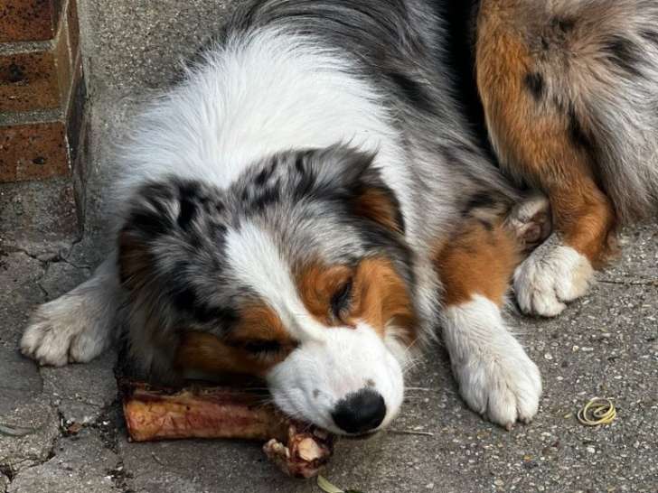Acte Chien