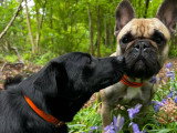 Acte Chien