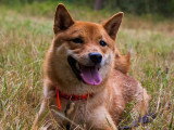 Acte Chien