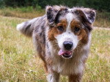 Acte Chien