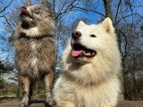 Acte Chien