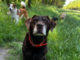 Acte Chien