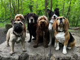 Acte Chien