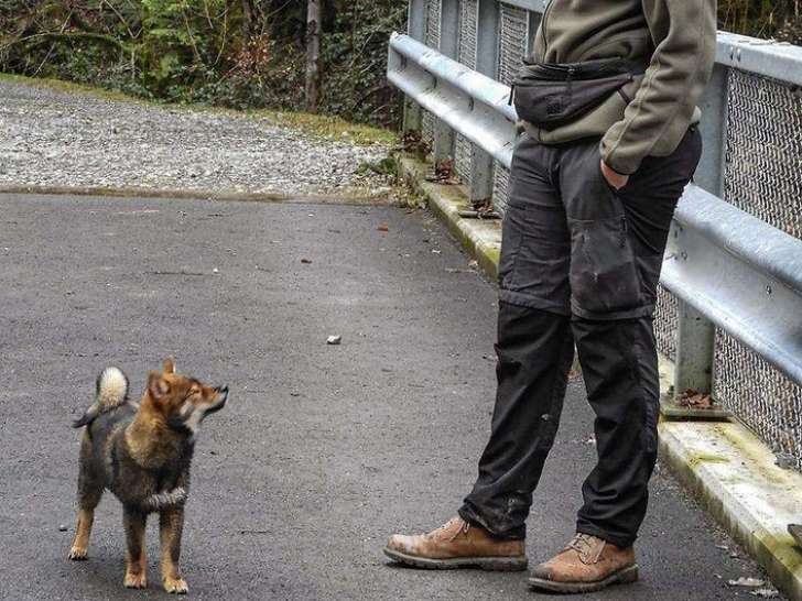 Pattes et compagnies