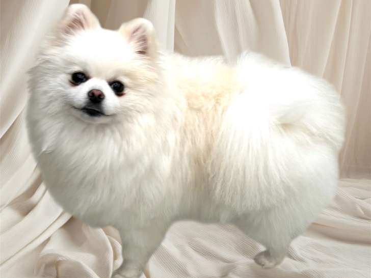 Du Royaume des JolyPom’s