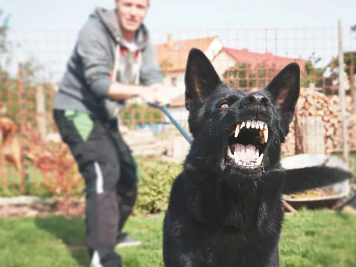 Dog School Academy