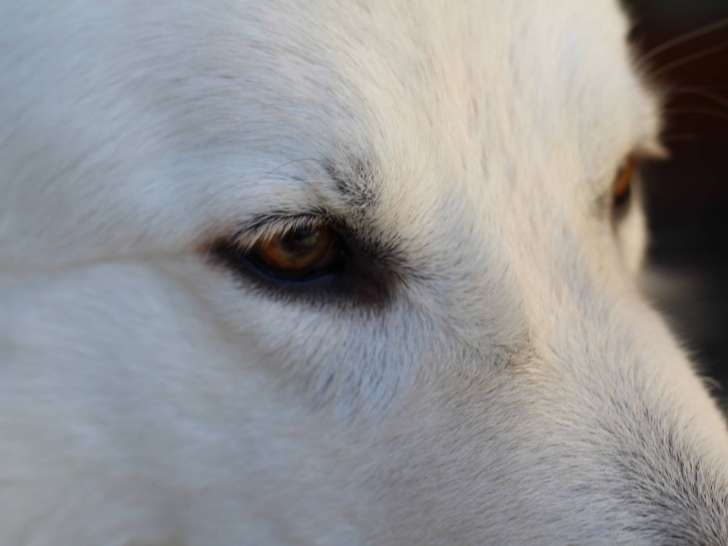Déclic Canin