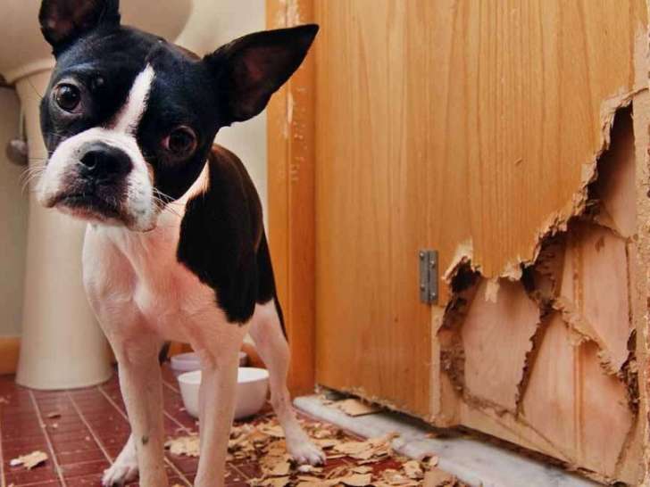 Le Langage du Chien