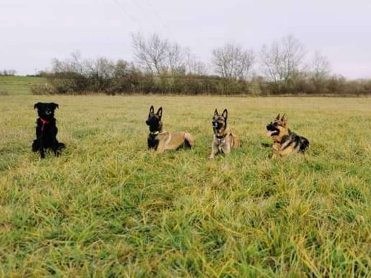 Al Éducation Canine