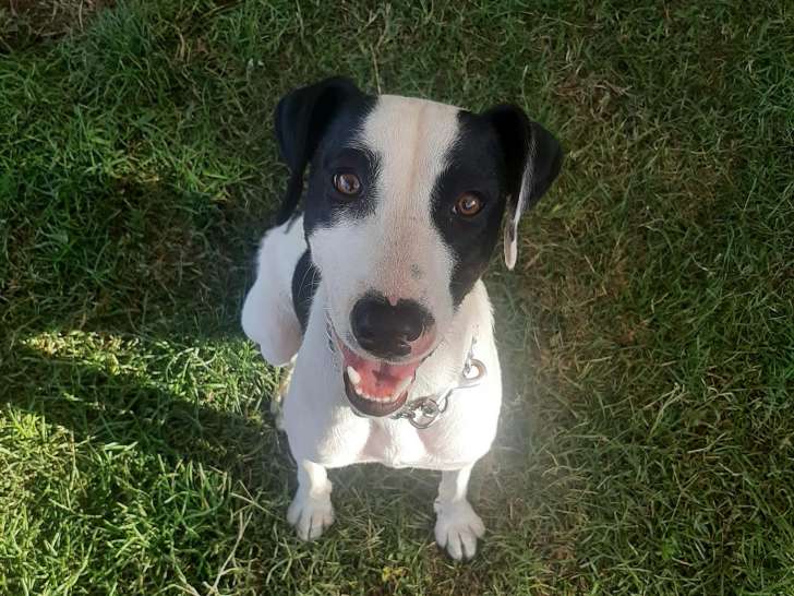 Education Canine du Forez
