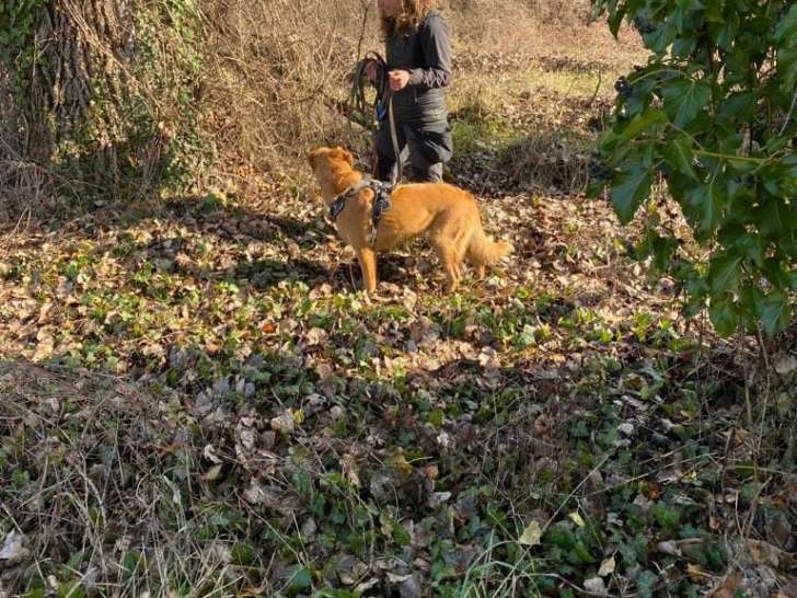 Education Canine du Forez