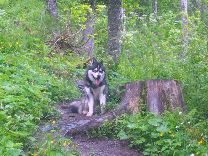 Respect Canin