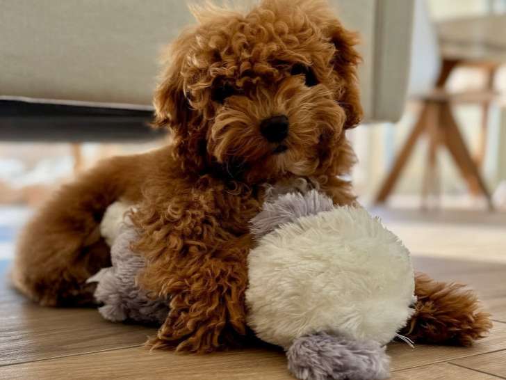 Chiens Toys House