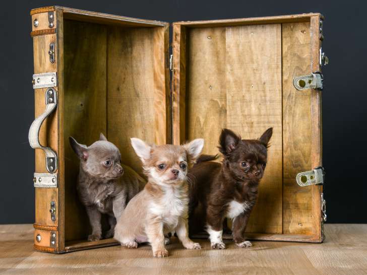 Chihuahua Oliver