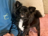 Chihuahua Oliver