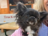 Chihuahua Oliver
