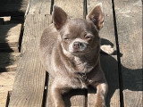 Chihuahua Oliver