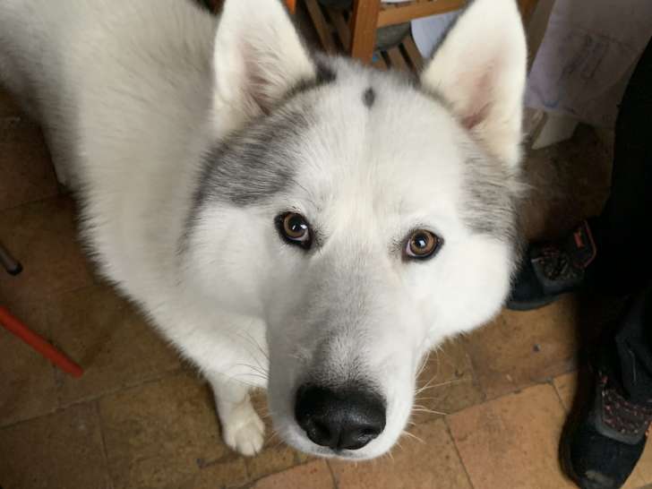 Du Crin et des Poils