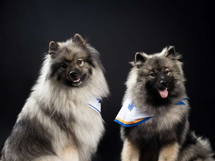 Du Crin et des Poils