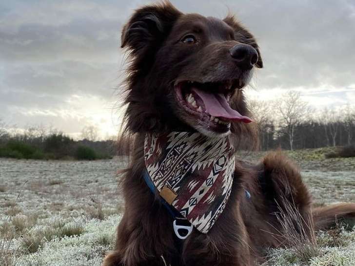 Os'Mose Canine