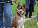 Savoie Dog'Educ