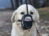 Savoie Dog'Educ