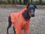 Savoie Dog'Educ