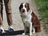 Savoie Dog'Educ