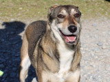 Savoie Dog'Educ