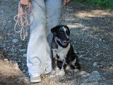 Savoie Dog'Educ