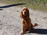 Savoie Dog'Educ