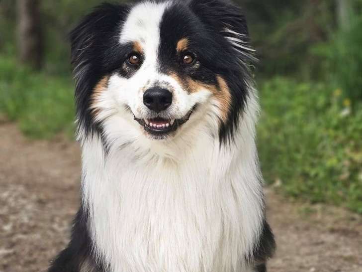Savoie Dog'Educ