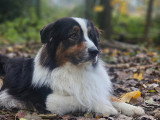 Savoie Dog'Educ