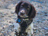 Savoie Dog'Educ