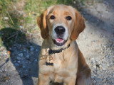 Savoie Dog'Educ