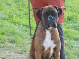 Savoie Dog'Educ