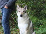Savoie Dog'Educ